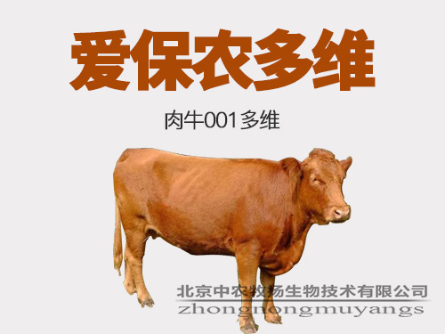 肉牛001多维