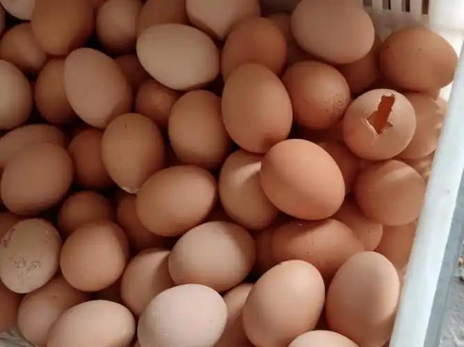蛋壳质量差、产蛋率低怎么办？壮骨宝来帮忙！