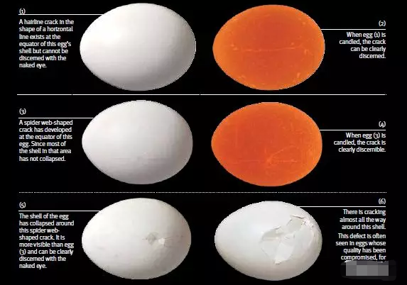 鸡蛋质量分级标准、鸡蛋蛋壳分级标准！